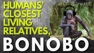 Bonobo Monkey General Information for kids amp seekers [upl. by Utimer]