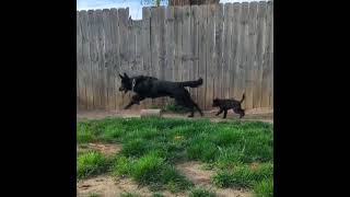 Puppy Barking Protecting Yard WBig Dog Cutest Puppy Bark 🤣 ChihuahuaScottish Terrier Puppy [upl. by Odessa610]