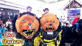 CAN MACANAN KEMBAR MAONG REMAJA LIVE GLAGAHWERO KALISAT  LION DANCE [upl. by Anrym]