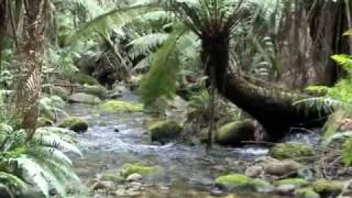 Rainforest Cuckoo Falls Tasmania [upl. by Carine734]