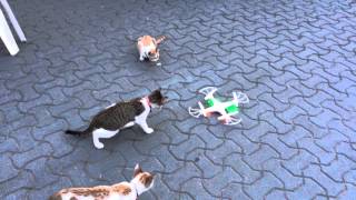 Funny cats video with drone HD [upl. by Retsevlis243]