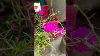 Flower lover 💞flowers youtubeshorts flowerslove viralvideo [upl. by Starla92]