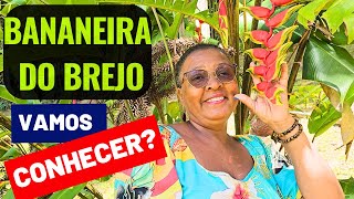 BANANEIRA DO BREJO VAMOS CONHECER Heliconia rostrata [upl. by Ramoj]