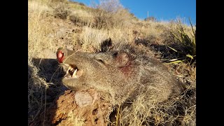 Javelina attack 2022 New Mexico [upl. by Perlis]