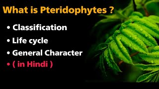 What is pteridophytes   classification  life cycle  general characters  in Hindi [upl. by Raines450]