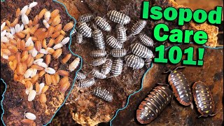 How to Care for Isopods [upl. by Odessa292]