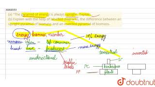 a \\The pyramid of energy is always upright\ Explain b Explain with the help of labelled [upl. by Harwin]