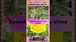 Chaste Tree 🌲🌲chaste 🌴🍀🍀🍀plants shorts shortsfeed shortvideos shrubs video ytshorts [upl. by Karame]