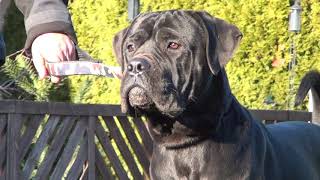 Cane Corso Rüde Bullet 18 Monate alt [upl. by Lauretta866]