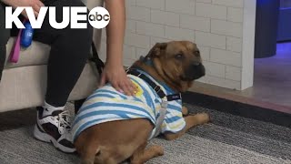 Meet Bono a mastiff mix available to adopt from the PAWS Shelter of Central Texas  Pet of the Week [upl. by Lozano]