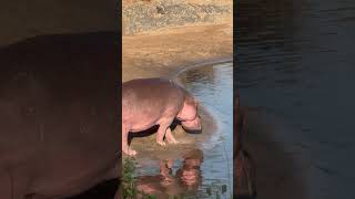 Serengeti National Park Tanzania animals wildlife animals [upl. by Evoy]