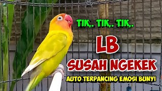 LOVEBIRD FIGHTER NGEKEK PANJANG HITUNGAN DETIK LOVEBIRD SUSAH NGEKEK TERPANCING EMOSI AUTO NYAUT [upl. by Sadnalor]