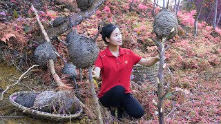 Ella Harvesting Ant Eggs and processed into food Go to the market to sell [upl. by Dall]