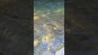 Fishes in dogwood canyon [upl. by Parcel]