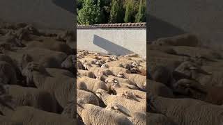 TRASHUMANCIA 2023 🐑 Ruidera en trashumancia animalshorts [upl. by Thisbee]