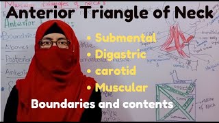 Anterior Triangle of neck  submental  Digastric  Carotid  Muscular  boundaries  contents [upl. by Ateloiv121]