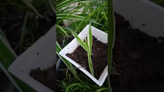 Spider plant propagate short gardeningon7thfloor [upl. by Eidissac]