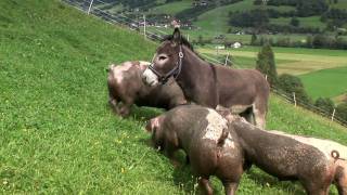 TeglbauerFamilie Wallner in Uttendorf Sommer und Winterurlaub im Pinzgau [upl. by Zandt575]