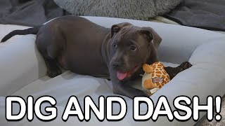 Zoomie Zone English Staffy Puppys Bed Digging Spectacular [upl. by Marden]