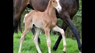 wwwsporthorsesonlinecom 2014 Hanoverian filly by DIMAGGIO sold [upl. by Ainsley427]