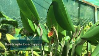 Restrepia brachypus [upl. by Asserrac818]