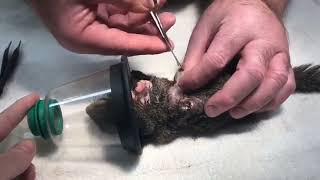 Botfly  Cuterebra removal from animals  Cuterebra from squirrel [upl. by Ebneter438]