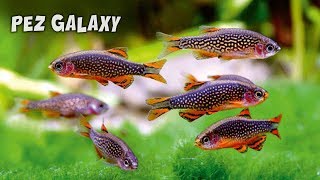 Danio margaritatus  Cuidados y Alimentación del PEZ GALAXY rasbora  AcuariosLP [upl. by Aikkan]