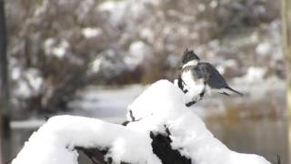 Belted Kingfisher In The Snow [upl. by Anej]