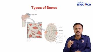 Anatomy  Histology of Bone [upl. by Lambert]