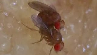 Mating behaviour of Drosophila melanogaster [upl. by Aneles963]