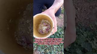 DIY Natural Bug Spray for Plants  Garden  creative explained shorts [upl. by Caine222]