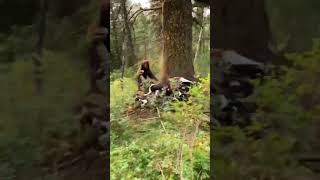 Ever seen dogs chasing a bear No animals were harmed hunting bears hunter dogs superbowl [upl. by Naed]