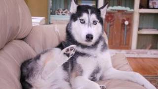 Mishka the Talking Husky says quotGood Morningquot [upl. by Abad]