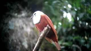 Three Wattled Bell Bird  Costa Rica [upl. by Hcurab]