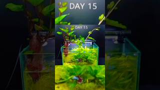 Fishtank time lapse shorts timelapse trending ytshorts [upl. by Lucy]