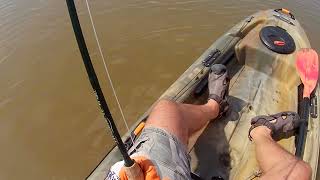 Big Redfish on a Little Fly Rod in Very Skinny Watermusic accreditation in the description [upl. by Ahsinad]