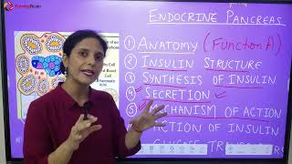 Anatomy and Physiology of Pancreas Hindi [upl. by Notsew]