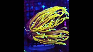 euphyllia meerwasseraquaristik marineaquarium reefkeeper reefaquarium [upl. by Roland]