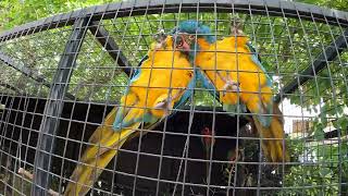 A Pair Of Macaw Love Each Other  Macaw Natural Sounds  Macaws Screaming [upl. by Isherwood]