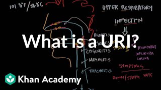 What is an upper respiratory infection URI  NCLEXRN  Khan Academy [upl. by Nagear]