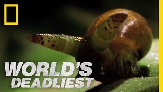 Zombie Snails  Worlds Deadliest [upl. by Andromada788]