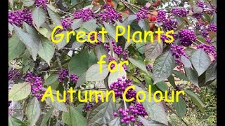 Great Plants for Autumn Colour [upl. by Asiak]