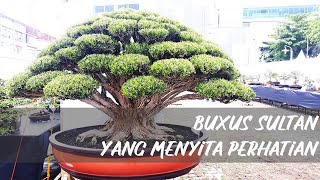 EXTRA LARGE BUXUS HARLANDII BONSAI  BUXUS HARLANDII SUPER MEWAH HADIR DI PAMNAS MEDAN BONSAI REBORN [upl. by Htyderem]