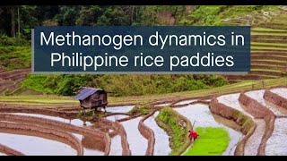 Multiomics analysis of the methanogenic microbiome in Philippine rice field soil [upl. by Thatch988]