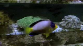 Multicolor Dwarf Angelfish [upl. by Adhamh]