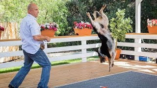 Home amp Family  Extreme Dog Tricks with Omar Von Muller amp Jumpy the Dog [upl. by Adiv]