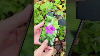 One trick to teach you how to take pictures of inconspicuous flowers on the roadside with a sens [upl. by Assenahs]