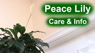 Peace Lily Spathiphyllum  Care amp Info [upl. by Stralka233]