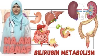 TitlequotBilirubin Metabolism Explained From Breakdown to Excretionquot [upl. by Bricker336]