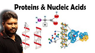 Proteins Vitamins amp Nucleic Acids  Biomolecules [upl. by Reklaw]